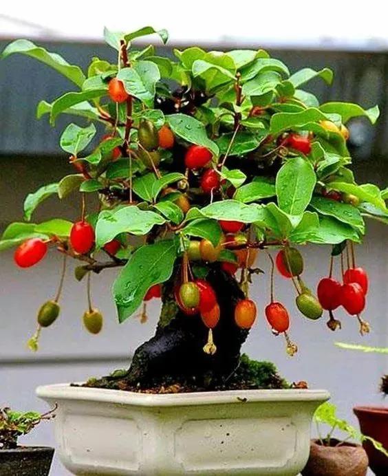 中國盆栽藝術之精品