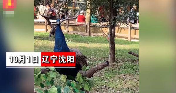 瀋陽一景區疑似將孔雀綁在樹上供遊客觀賞?其中一隻孔雀腳已經紅腫,景區:為了防止孔雀傷人 瀋陽一景區疑似將孔雀綁在樹上供遊客觀賞?其中一隻孔雀腳已經紅腫,景區:為了防止孔雀傷人