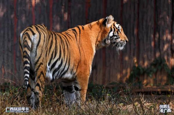 2022元旦虎虎特輯!高畫質多圖,虎年賞虎,虎虎生威 |廣西旅遊年卡 2022元旦虎虎特輯!高畫質多圖,虎年賞虎,虎虎生威 |廣西旅遊年卡