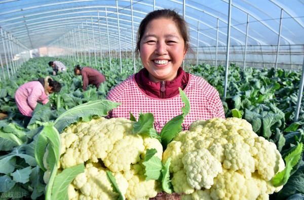 “雙節”臨近,4種蔬菜價格跌狠了,生薑跌破1元,菜農白忙活? “雙節”臨近,4種蔬菜價格跌狠了,生薑跌破1元,菜農白忙活?