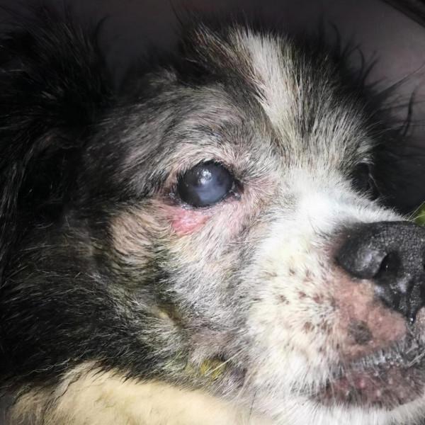 16歲老年狗狗眼瞼長了腫瘤，還有救嗎？