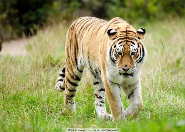 虎年縱覽老虎圖片、話老虎