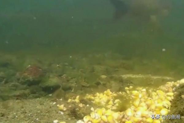 有魚不好好釣,非作!盤點釣魚人4種畫蛇添足的行為 有魚不好好釣,非作!盤點釣魚人4種畫蛇添足的行為