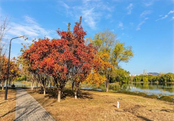快來！您想欣賞的秋景，都在濱河公園
