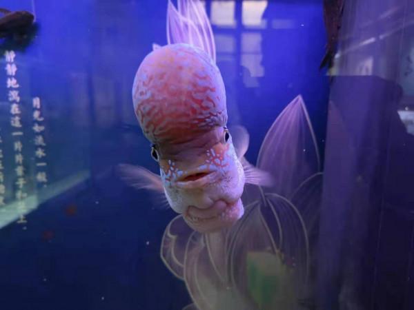 為什麼很多魚友反對困水養魚，都有什麼理由呢？