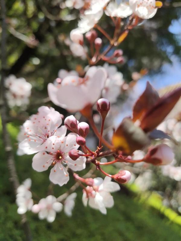 風和日麗，花花世界最是動人（原創）