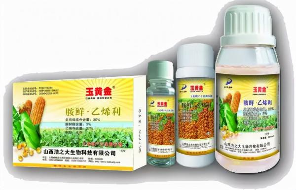 玉米怎樣種植才不會倒伏？做好這幾點就可以，你瞭解嗎？