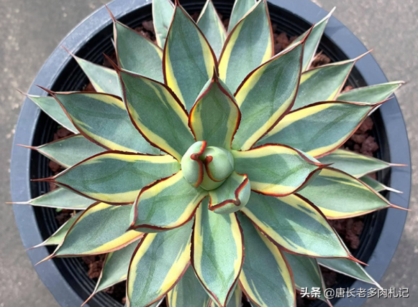 有一種帶紅邊的多肉叫瀧雷,好養到沒話說,我四季都扔在外面露養 有一種帶紅邊的多肉叫瀧雷,好養到沒話說,我四季都扔在外面露養