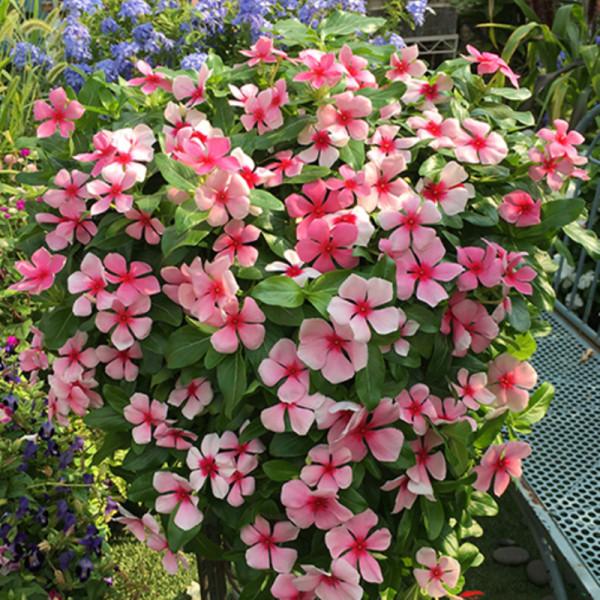 5種“漂亮花”，從來不生蟲，家裡乾淨衛生，花開不斷，真省心