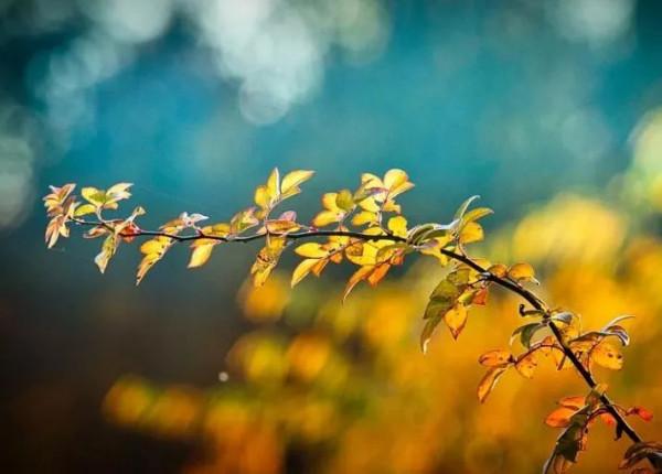 秋天的美,都在這10首詩詞裡了! 秋天的美,都在這10首詩詞裡了!
