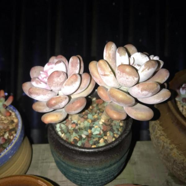 冬至前夕，晚上9點半的肉肉