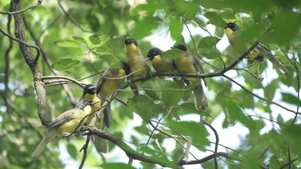 珍稀藍冠噪鶥安家婺源石門村