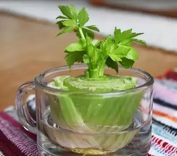 4種“蔬菜頭”不要扔，“丟”在水裡，一週養成盆栽，天天能吃