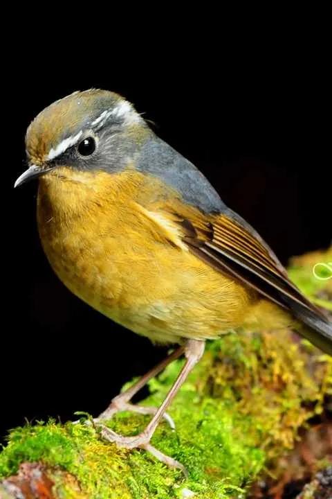 分享圖片：精美絕倫的鳥兒。顏色鮮豔，姿態優美，太招人喜歡了