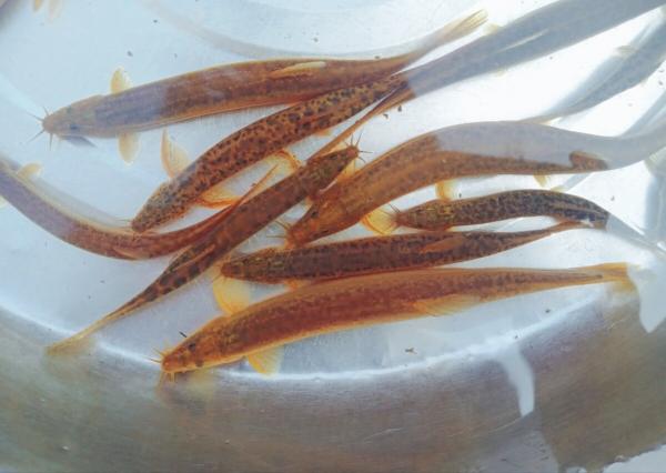 80後小夥返鄉養泥鰍養魚，一年賣出3000萬，帶領養殖戶共同致富