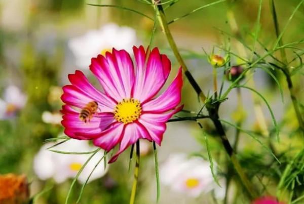 一週後，4個星座，點子多，想法多，計謀多，職場無往不勝