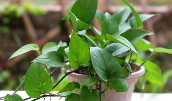 葉子發黃是什麼原因?有4個方面因素影響,所有花卉植物都一樣 葉子發黃是什麼原因?有4個方面因素影響,所有花卉植物都一樣