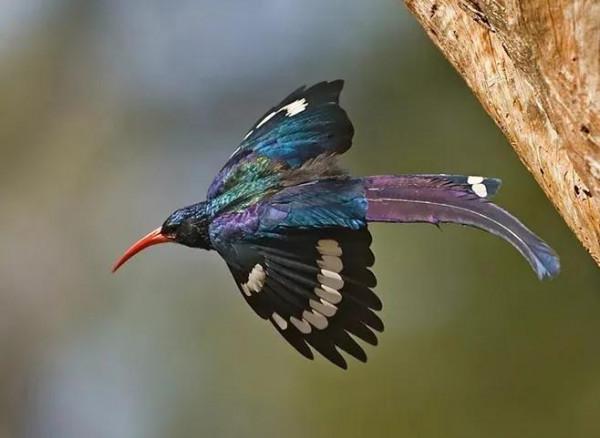 ￼如果要評選世界上誰飛得最漂亮？估計除了這些七彩鳥兒，