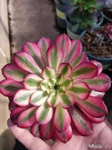 分享——不一樣的多肉