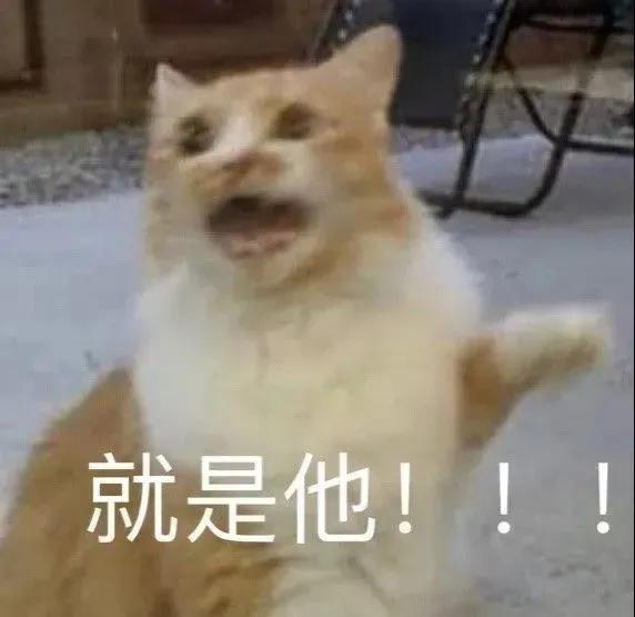 可愛貓貓表情包第二彈