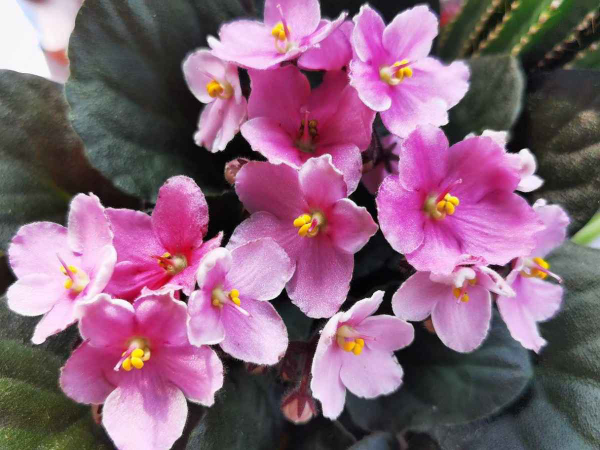 誰說陽臺朝北養不了花？5種花，就適合北陽臺，耐陰又皮實