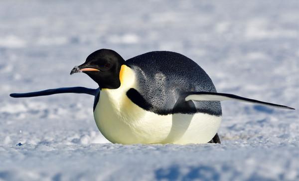 企鵝的腳上沒羽毛,它長期站在冰面上為啥不覺得冷呢 企鵝的腳上沒羽毛,它長期站在冰面上為啥不覺得冷呢
