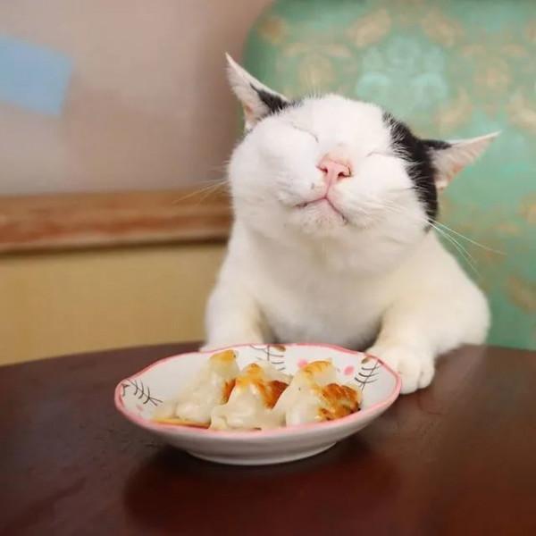 世界上還有這樣不饞嘴的貓咪？我不信