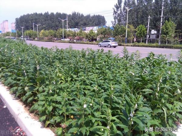 豆角為啥結一茬就不結了，用這4個方法改良，豆角一茬茬的不會完