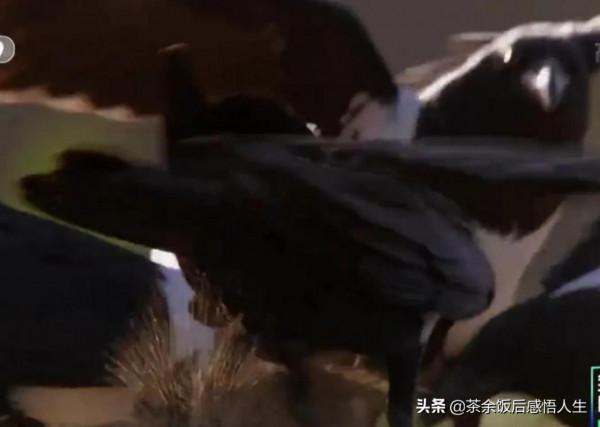 一千隻只小海龜只有一隻活到成年