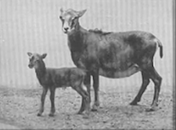 雜交動物：只看外貌，你能看出來這些動物的父母是誰嗎？