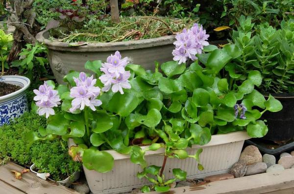 喜歡水的“7種花”,天天澆水也不怕,適合勤快的人 喜歡水的“7種花”,天天澆水也不怕,適合勤快的人