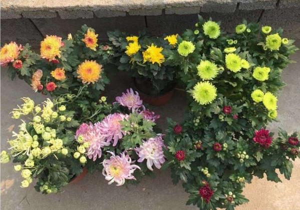 7種“吉利花”，冷天“扦插”更合適，溫度合適“利於”生根