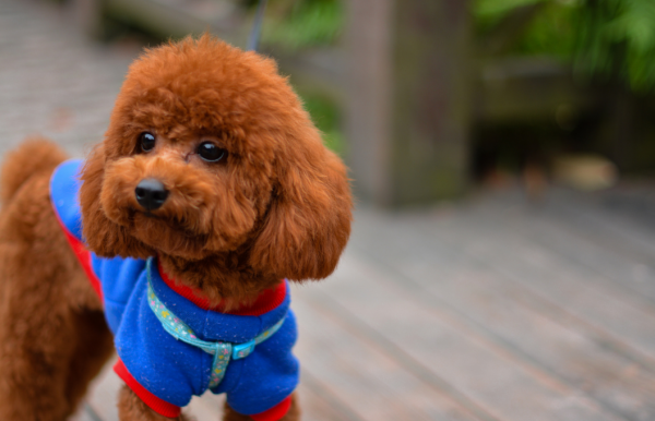 聰明可愛的泰迪也會惹人生氣，懲罰時也要注意方法，別再這樣做了