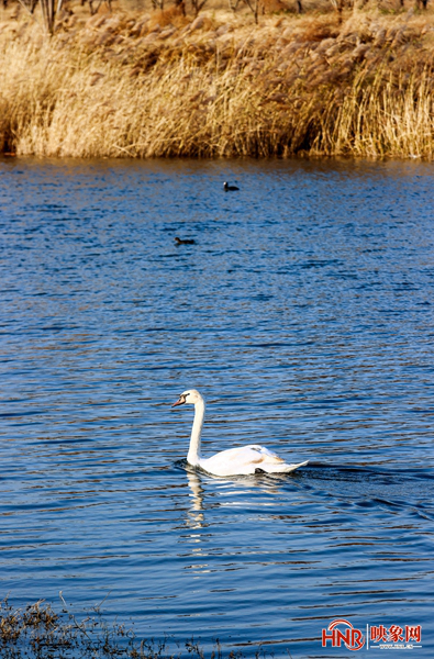 北龍湖上的冬日精靈