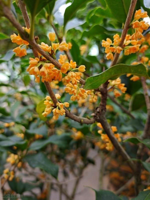 桂花開花有“三不做”,做了花期縮短,你知道是哪“三不做”嗎? 桂花開花有“三不做”,做了花期縮短,你知道是哪“三不做”嗎?