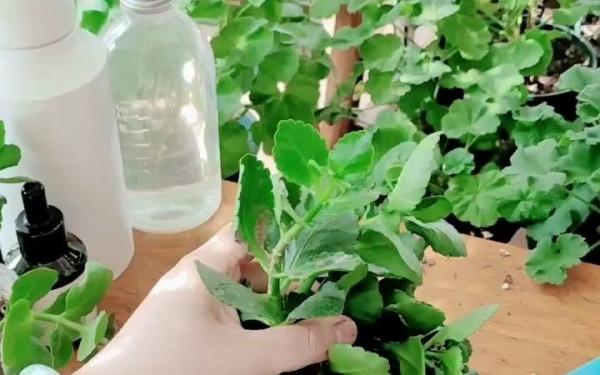 5種&OpenCurlyDoubleQuote;貴氣花&rdquo;，正月大降價，花市逛一圈，撿漏一大堆