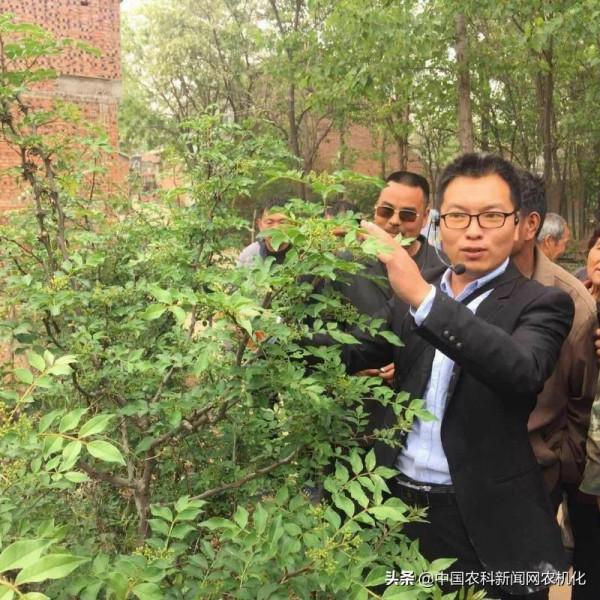 冬季修剪花椒樹，要想高產先修路