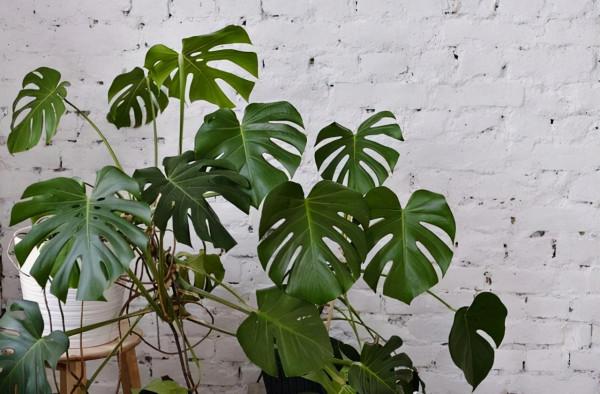 秋天給龜背竹換個大盆,注意3個重點,緩苗快,不黃葉不爛根 秋天給龜背竹換個大盆,注意3個重點,緩苗快,不黃葉不爛根