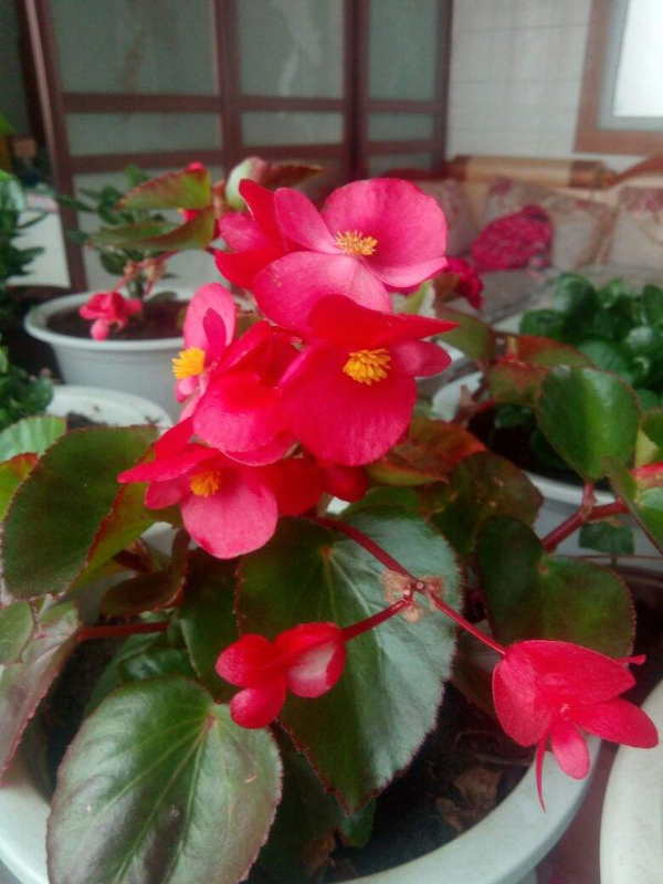 家裡光線差，就養這5種耐陰花，北陽臺也能變成花海