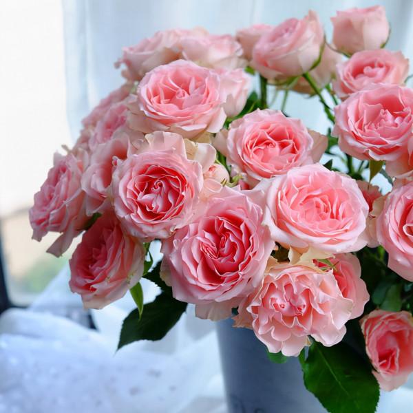 鮮切花中的王者—植物非試管高效快繁肯亞玫瑰 鮮切花中的王者—植物非試管高效快繁肯亞玫瑰