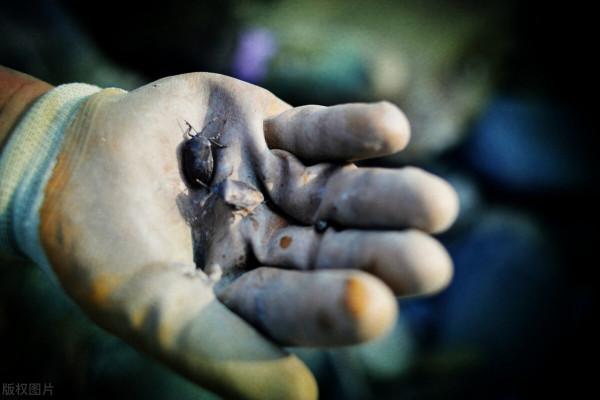 隨處可見的“臭姑娘”,好幾百一斤遭瘋搶!臭屁蟲到底有什麼用? 隨處可見的“臭姑娘”,好幾百一斤遭瘋搶!臭屁蟲到底有什麼用?