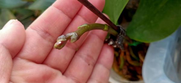 繼續努力加油生長