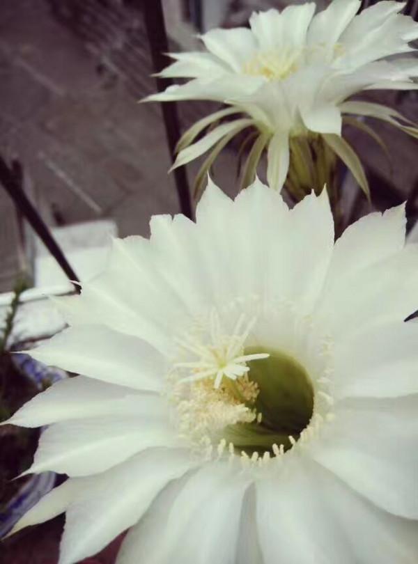 看，我養了三年的仙人球開花了