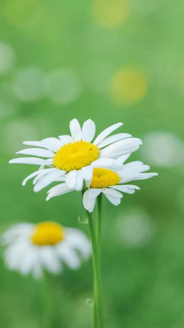 為那甜蜜的負擔，也為那一抹風景