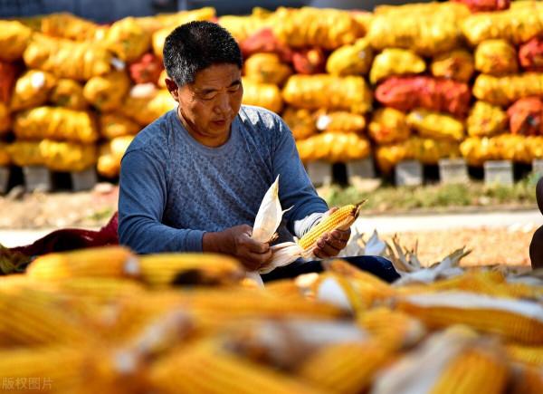 預警提示:玉米價格“狂跌”,將要“塌方”?12月9日玉米價格 預警提示:玉米價格“狂跌”,將要“塌方”?12月9日玉米價格