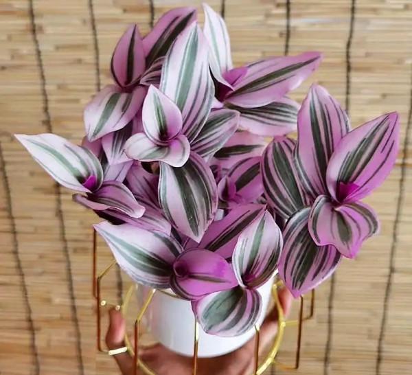 40款超治癒的家居綠植，20種大型的，20種小型的