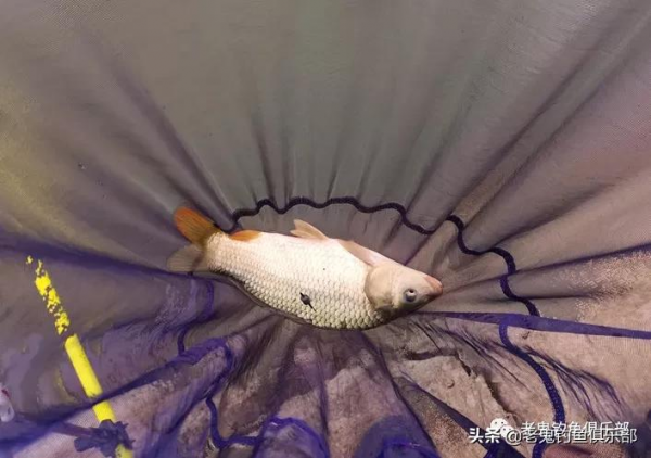 野戰之王擒獲鯉鯽，成雙成對