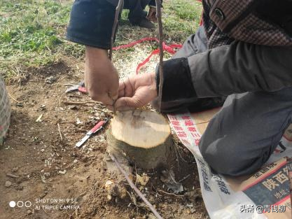 蘋果樹如何利用各類嫁接技術“改頭換面” 蘋果樹如何利用各類嫁接技術“改頭換面”