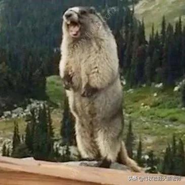 他們都很聽話 他們都很聽話