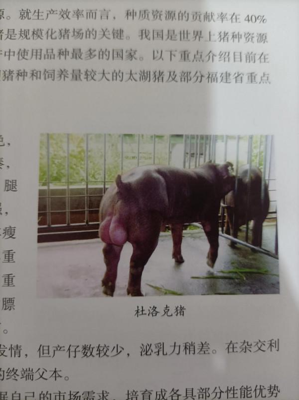 豬場偽狂疫情處置應急方案